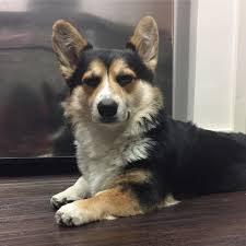 Check spelling or type a new query. Judging You Attitude Wednesday Humpday Stop Leavemealone Fluffball Floof Corgi Puppies Animals