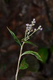 Image result for Floscopa glomerata