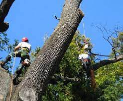 Pin On Tree Service