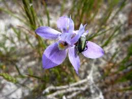 Image result for Moraea simulans