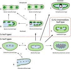 Image result for Chenolea
