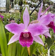 Image result for Indigofera oxalidea