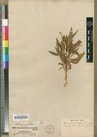 Image result for Streptopetalum serratum