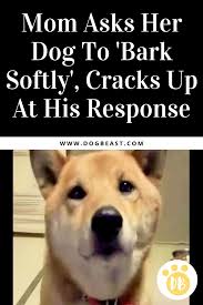 Dog Barks Softly For Mom Dogbeast Best Small Dog Breeds Funny Dog Memes Best Small Dogs