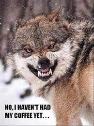 Funny Pictures Of The Day 95 Pics Funny Wild Animals Funny Animal Pictures Wild Animals Pictures