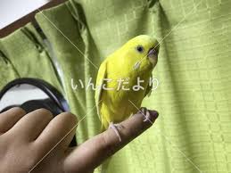 千葉県市川市でセキセイインコ保護しました 保護鳥 Hogo 24149 いんこだより