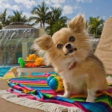 Long hair mini chihuahua ️. Pin On Pups