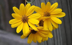 Image result for Helianthus angustifolius