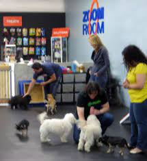 Check spelling or type a new query. Puppy Socialization Vaccination Requirements For Puppies Zoom Room Dog Training