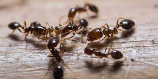 According to a 2011 study conducted by the national pest management association. Residential Ant Extermination Costs 2021 Costimates
