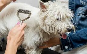 Your groomer as well as your vet could both provide you with information on your particular dog's requirements picking a pet groomers near me prices can be a tough choice. Get Dog Groomer Near Me Cheap Petswithlove Us