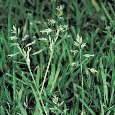 Image result for Poa annua