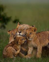 Crescentmoon Animalia Animals Beautiful Lion Family Big Cat Family