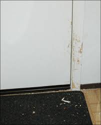 They may start to get nervous when they see signs you're about to leave, like putting on your shoes or picking up your keys. How To Help With Separation Anxiety In Dogs Whole Dog Journal