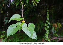 Image result for Tinospora orophila