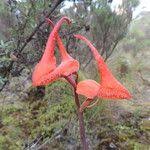 Image result for Disa robusta