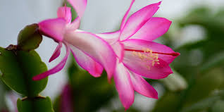 If the soil gets too dry, the flowers buds will drop, and the plant will wilt. Schlumbergera The Christmas Cactus Houseplant Of The Month