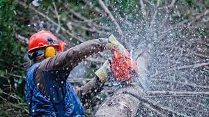 5 Essential Tips To Hire The Best Tree Surgeon Tree Care Is One Of The Jobs That Are Not Only Big But Also Tree Removal Service Tree Service Tree Removal