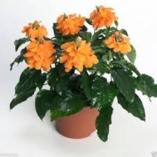 Image result for Crossandra pyrophila