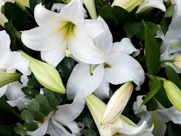 Check spelling or type a new query. Symbolic Meanings Of Funeral And Sympathy Flowers