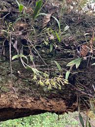 Image result for Orthochilus ruwenzoriensis