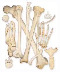 Image result for bones