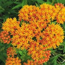 Butterfly Plant Orange Glory Asclepias Tuberosa Few Flowers Have More Decorative Value In The Summer Garden Than The Butterfly Plants Plants Fragrant Plant