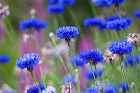 Cornflower Blue Blue Flowers Garden Flower Garden Plans Beautiful Flowers