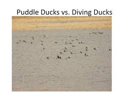Ppt Puddle Ducks Vs Diving Ducks Powerpoint Presentation