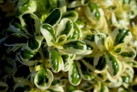 Image result for Commicarpus pedunculosus