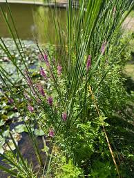 Image result for Lythraceae