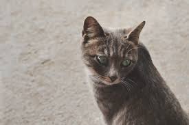 Check spelling or type a new query. Cat Nausea Natural Treatments Canna Pet