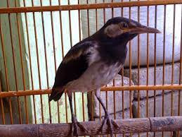 Cara Membedakan Jalak Suren Jantan Dan Betina Yang Masih Anakan Jalak Betina Burung