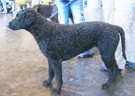 She as 5 wonderful puppies she is a fantastic mummy and the puppies are absolute bundles of joy they are already very well socialised with my 4 young f1 schnoodle. Curly Coated Retriever Wikipedia