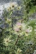 Image result for Cirsium  buchwaldii
