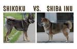 Shikoku Inu - Temperament, Origins & Care (DOG BREED GUIDE)