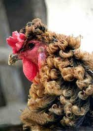 Maybe you would like to learn more about one of these? I Ll See Your Curly Haired Kitten And I Raise You The Curly Feathered Chicken 9gag