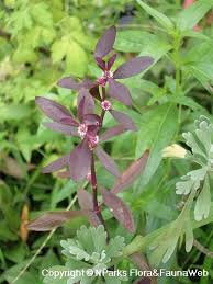 Image result for Alternanthera sessilis