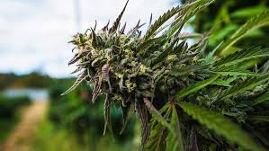 Sndl | complete sundial growers inc. Marijuana Stocks Surge On Legalization Hopes Retail Rally Are Any Good Buys Now Investor S Business Daily