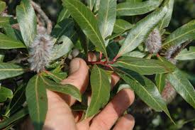 Image result for Faurea