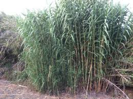 Image result for Arundo donax