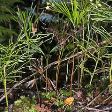 Image result for Schizaea pectinata