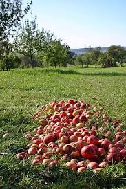 Unique pictures of fruit tree. Orchard Trees Fruit Tree Nature Meadow Landscape Apple Tree Baden Wurttemberg Agriculture Fruit Trees Southern Germany Pikist