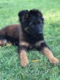 These are the kinds of dogs who are devoted to their family, and will want to listen to your every word, and want to learn from you, so expect a very devoted pupil! German Shepherd Dog Puppy For Sale In Farmersville Tx Adn 29844 On Puppyfinder Com Gender Female Age 15 Week Dogs And Puppies German Shepherd Shepherd Dog