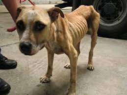 Resultado de imagen para IMAGENES SOBRE NO AL MALTRATO ANIMAL
