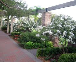 Jerry showcases the new dwarf crape myrtle variety at green thumb nursery! Plant A Smaller Crepe Myrtle This Year Southern Living