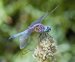 Black And Blue Dragonfly Meaning Depending On The Species A Female Dragonfly Lays Eggs In Plants Near Or In Water Or Directly On The Endangered Animals Facts Endangered Animals Animal Facts