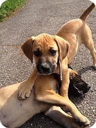 Check spelling or type a new query. Daisy Female Boxer Mix Puppy Wnc Boxer Rescue Inc Arden Nc Http Www Wncboxerrescue Org Boxer Mix Puppies Puppies Pets