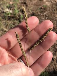 Image result for Paspalum plicatulum