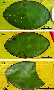 Image result for Brasenia schreberi